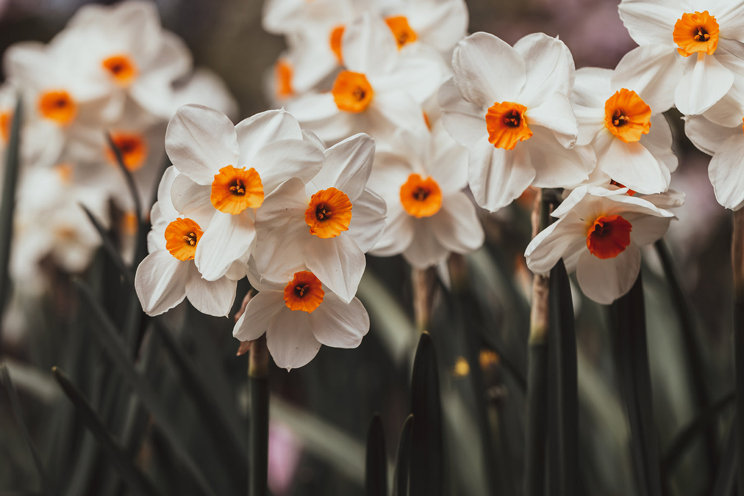 Geranium Oil Serum | Mayka Skin Solutions