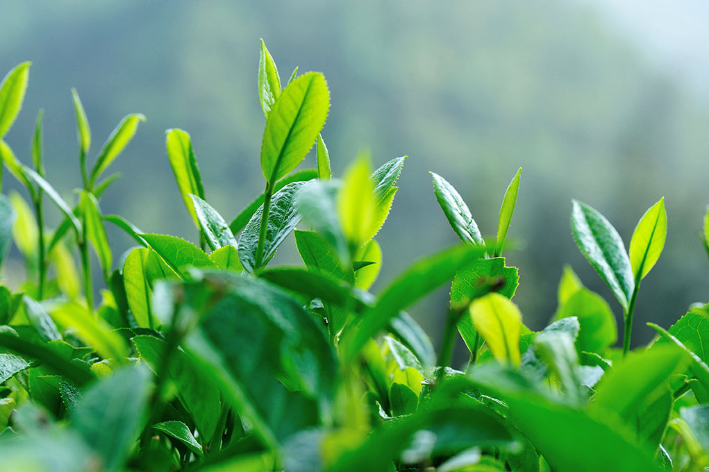 Tea Tree Oil Face Serum | Mayka Skin Solutions