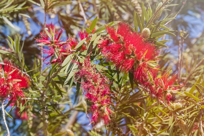 Niaouli Oil | Best Oil Serum for Face